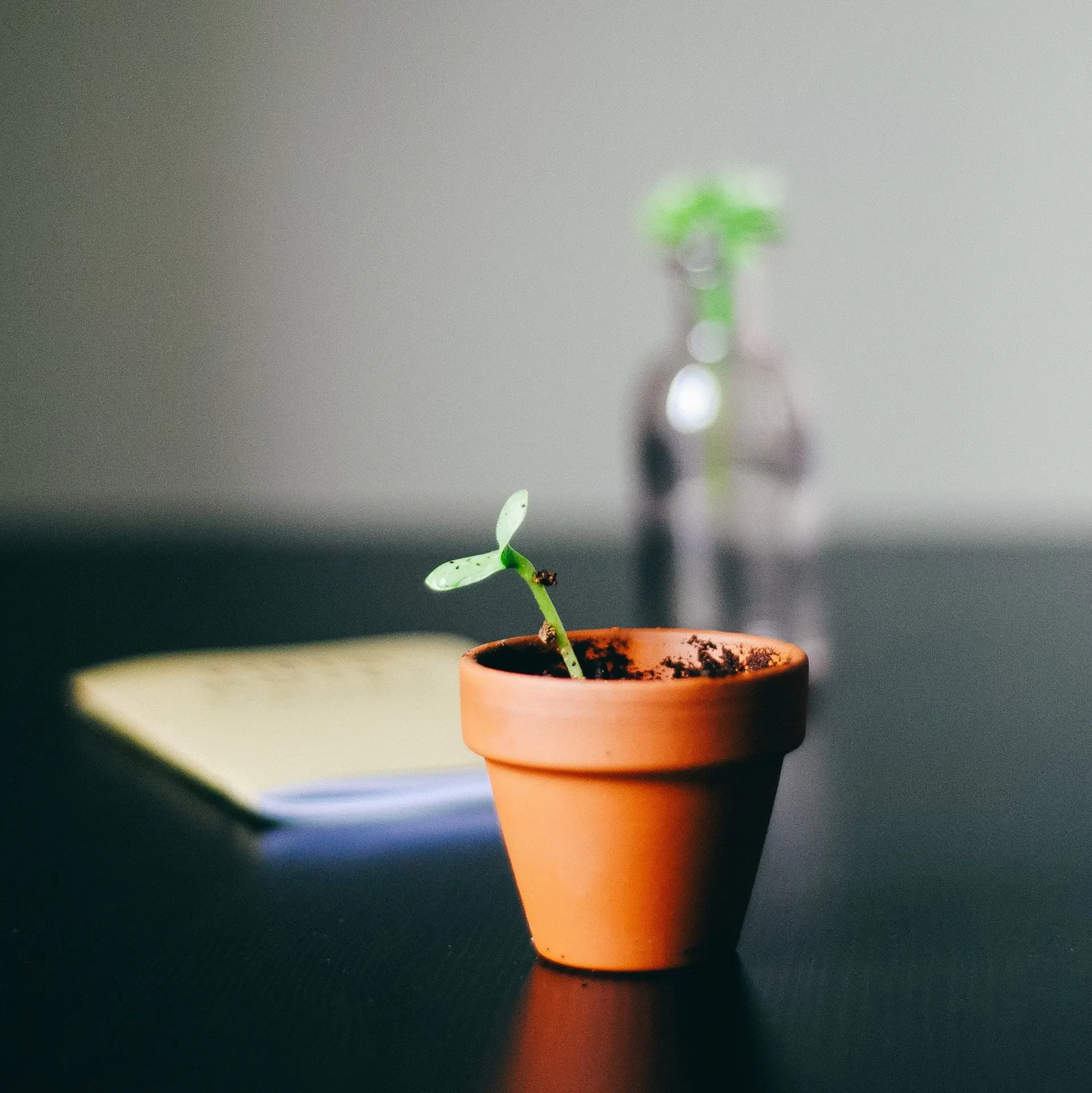 Growth_pflanze