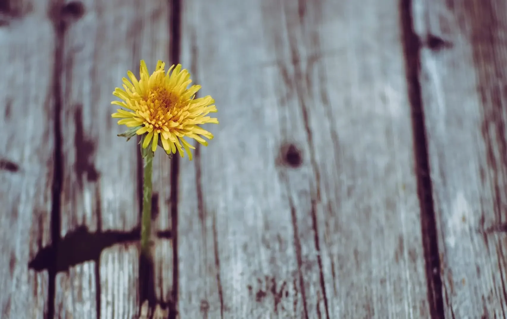 markus-spiske-M3PviQw7caQ-unsplash