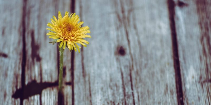 markus-spiske-M3PviQw7caQ-unsplash